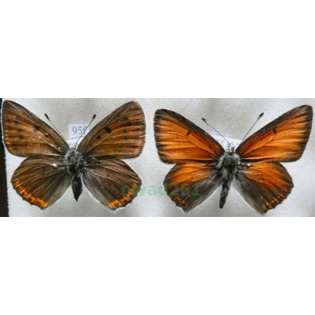 Lycaena hippothoe (Linnaeus, 1761) pair Czerwończyk płomieniec Czech95f